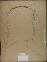 Gracilaria confervoides - ISMAR0794