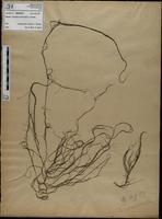 Gracilaria confervoides - ISMAR0797