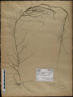 Gracilaria confervoides - ISMAR0798