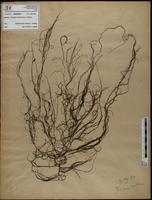 Gracilaria confervoides - ISMAR0799