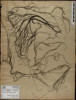 Gracilaria confervoides - ISMAR0800